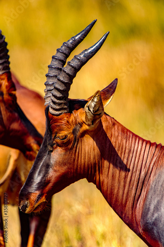 Fototapeta Naklejka Na Ścianę i Meble -  It's Close view of the antelope with huge horns