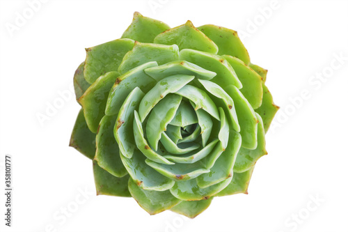 Top view of evergreen rosette succulent isolated on white background. Natural geometrical pattern. Isolated element for design. 
