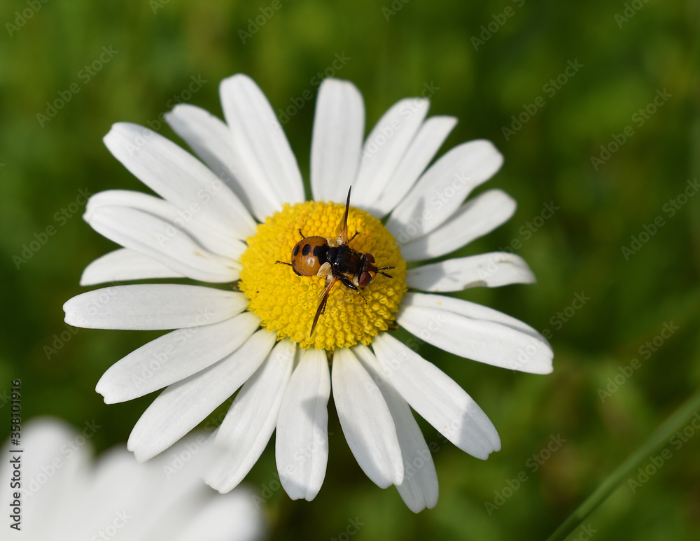 Raupenfliege, Gymnosoma rotundatum, gelbe Fliege mit gelbem Hinterleib mit schwarzen Punkten auf Margarite, Raupenfliege, Gymnosoma rotundatum, gelbe Fliege mit gelbem Hinterleib mit schwarzen Punkten auf Margarite,