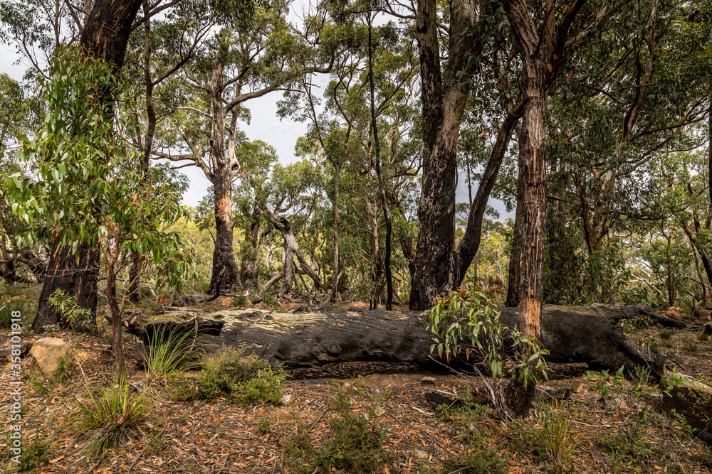 Obraz premium A forest with some burnt trees in the Grampians National park in Victoria, Australia.