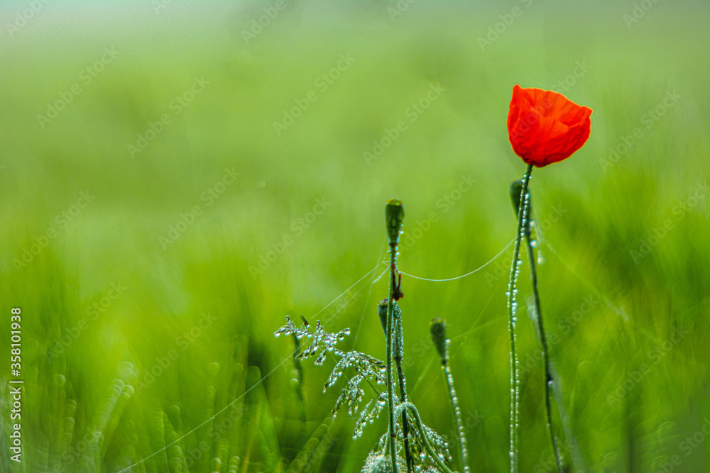 Obraz premium Mit Analogen Objektiv Wald Blume Wiese Feld Nebel