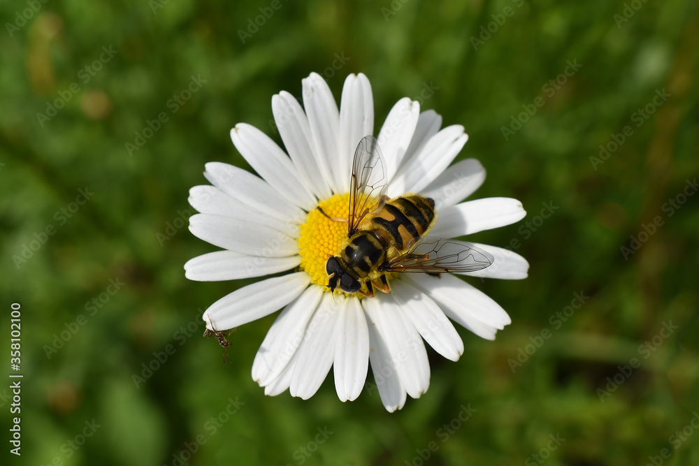 Totenkopfschwebfliege, Myathropa florea, auf Margarite Totenkopfschwebfliege, Myathropa florea, auf Margarite