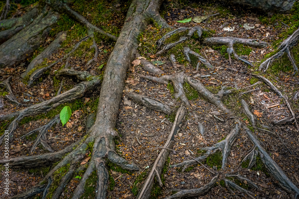 Large tree roots seen above ground.  Woodland image. 