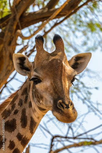 Animals in Senegal © Anton Ivanov Photo