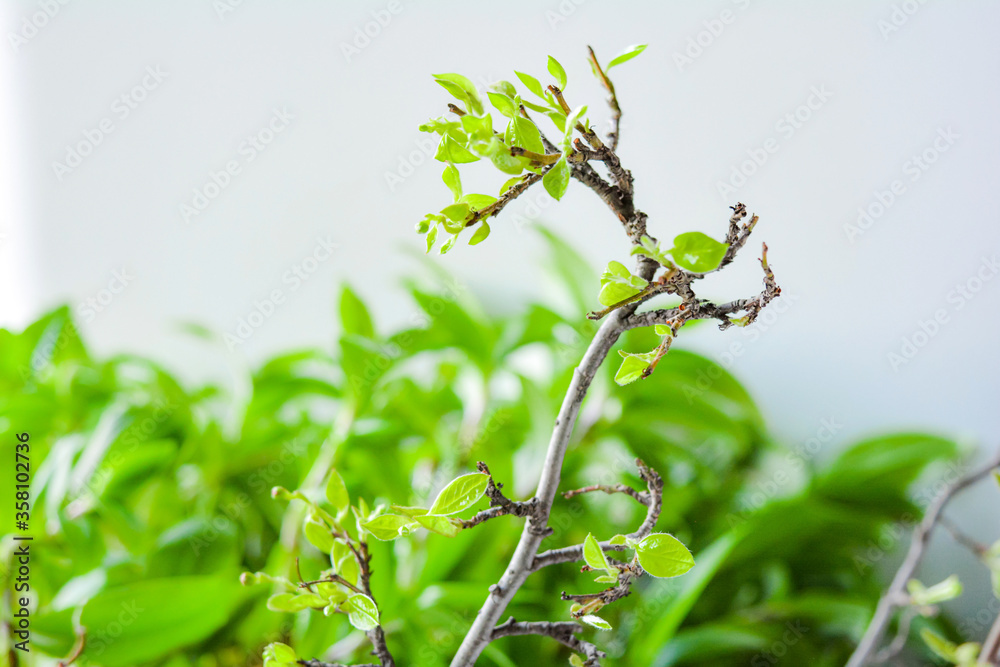Obraz premium Spring branches with small green young leaves on green blurred background