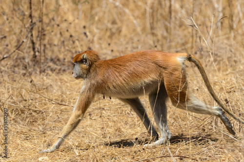 Animals in Senegal