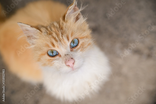 Blue-eyed red-and-white with a lifeless cat on the street, a dirty abandoned cat