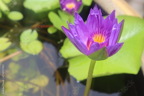 Lotus flower blooming on green leaves and water surface closeup in the pond.