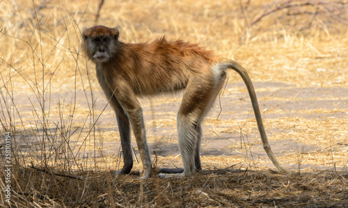 Animals in Senegal