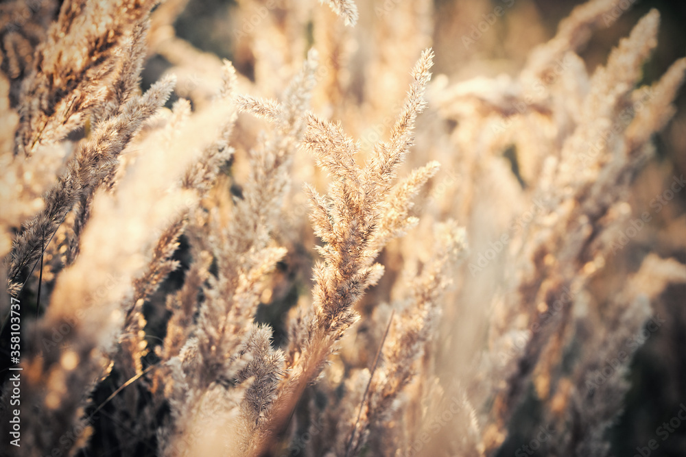 Beauty in nature, dry seeds of high grass in late afternoon, seeds of high grass lit by sunlight