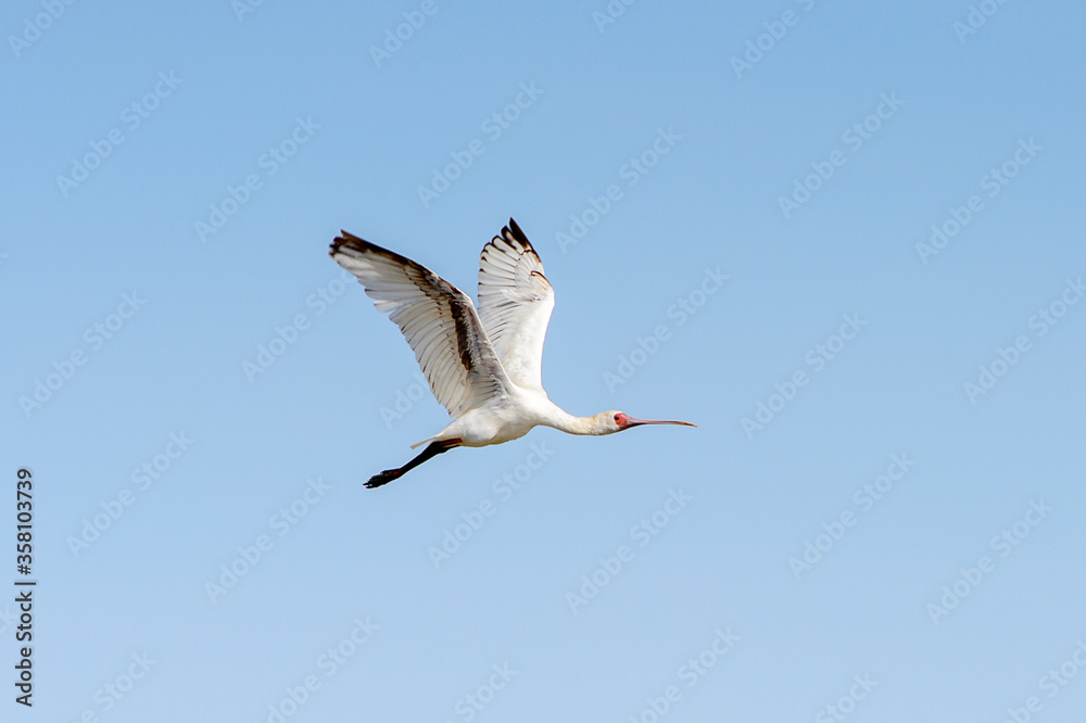 Bird in the Djoudj National Bird Sanctuary, Senegal. UNESCO World Heritage Bird in the Djoudj National Bird Sanctuary, Senegal. UNESCO World Heritage