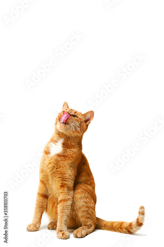 Red cat sits and licks on a white background looking up