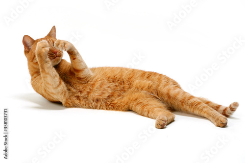cat on white background hides his eyes