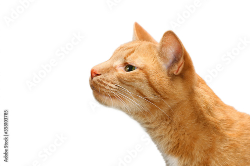 Fototapet Smelling cat on white background