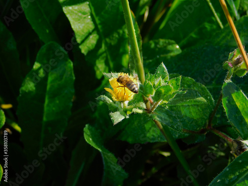 bee on a yellow flower