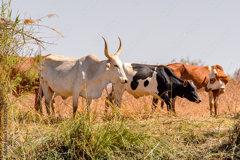 Obraz premium Cows in the Djoudj National Bird Sanctuary, Senegal. UNESCO World Heritage