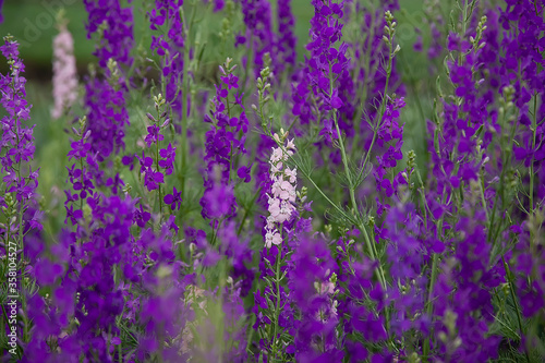 Consolida regalis.Delphinium field. forking larkspur, rocket-larkspur, and field larkspur purple small flowers on the field.Purple flowers in the field. Summer time. 