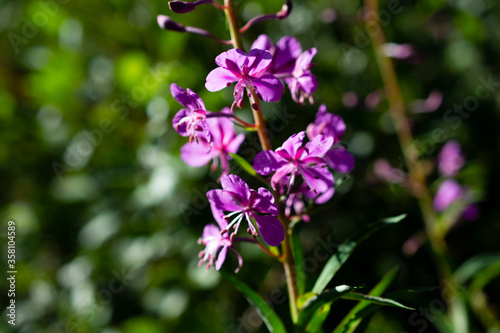 Fiori d'alta quota: Geranium