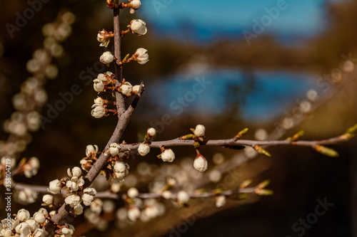 Beautiful spring blossoms near Mettenufer, Danube, Bavaria, Germany