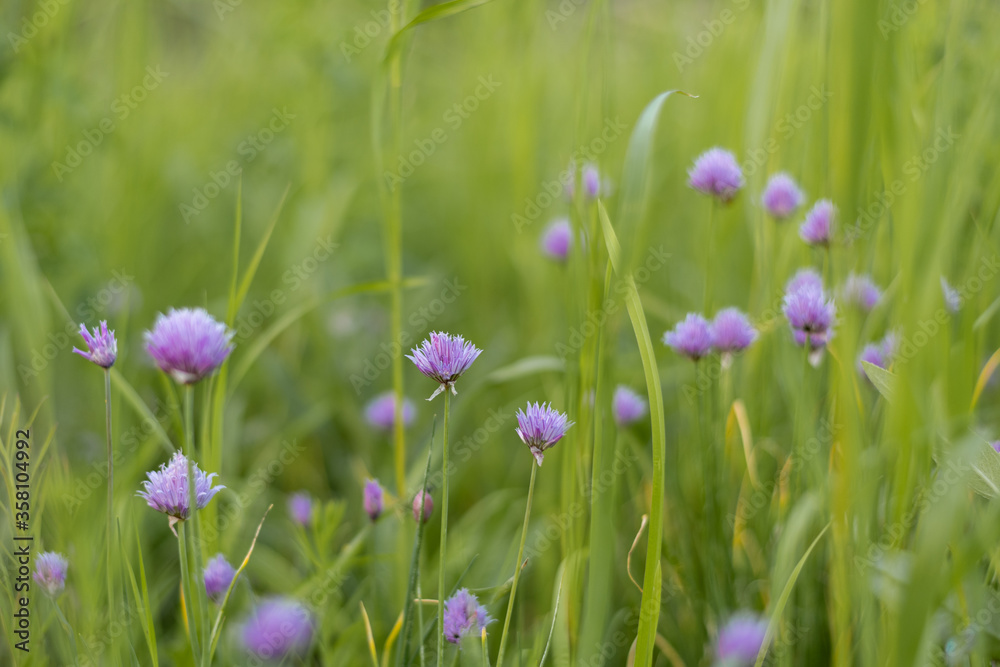 Blooming chives growing in a summer garden Blooming chives growing in a summer garden