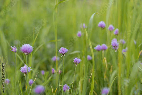 Blooming chives growing in a summer garden