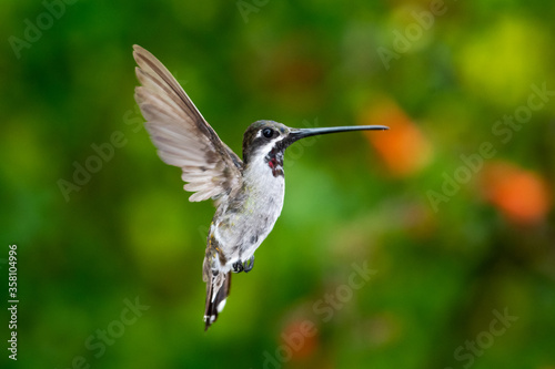 A Long-billed Starthroat hummingbird hovers in the air with foliage blurred in the background.