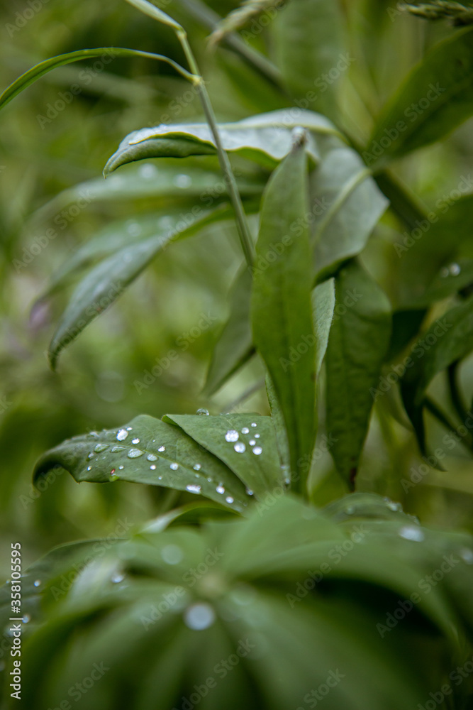 Obraz premium rain drops on green leaf for Instagram, social networks, nature blogs, nature publications, newspaper, blog about ecology, interesting, different