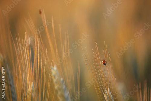 Ladybugs walk over an ear of gold corn / A man helps a ladybug to arrive over an ear of gold corn