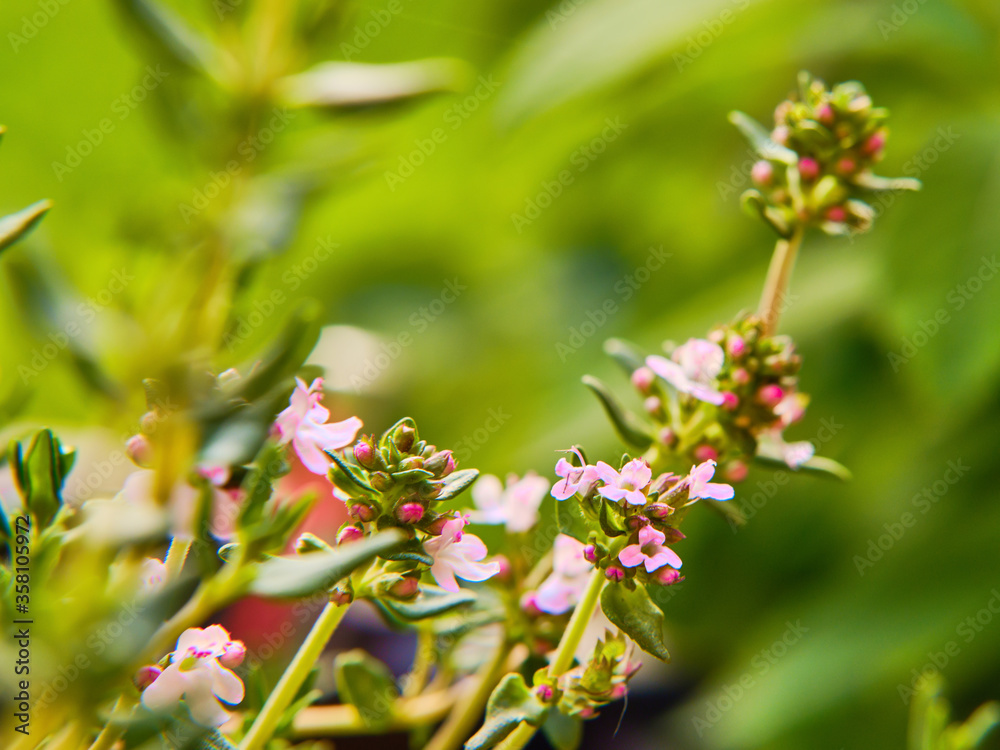 Fototapeta premium Blooming thyme plant