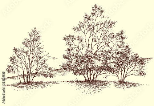 Forest selvage hand drawing, generic trees vegetation sketch