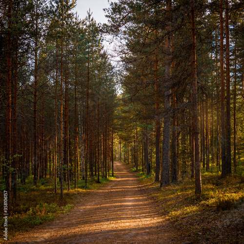 Nature path in the Finnish pine forest. Sun setting and making long tree shadows.