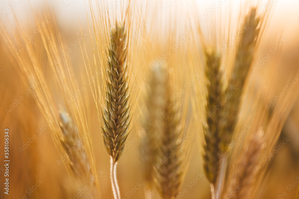 Gold wheat field grow in the cultivated soil during a sunny day. Conceptual images Gold wheat field grow in the cultivated soil during a sunny day. Conceptual images