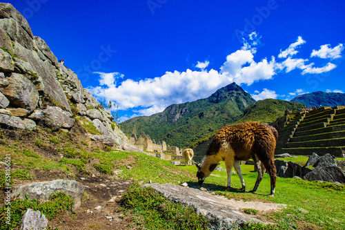 It's Alone lama walks over the mountains of Peru