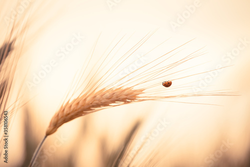 Ladybugs walk over an ear of gold corn   A man helps a ladybug to arrive over an ear of gold corn