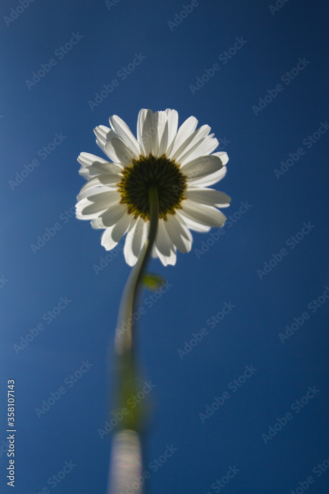 Daisy time. Daisies in the meadow and close-up Daisy time. Daisies in the meadow and close-up