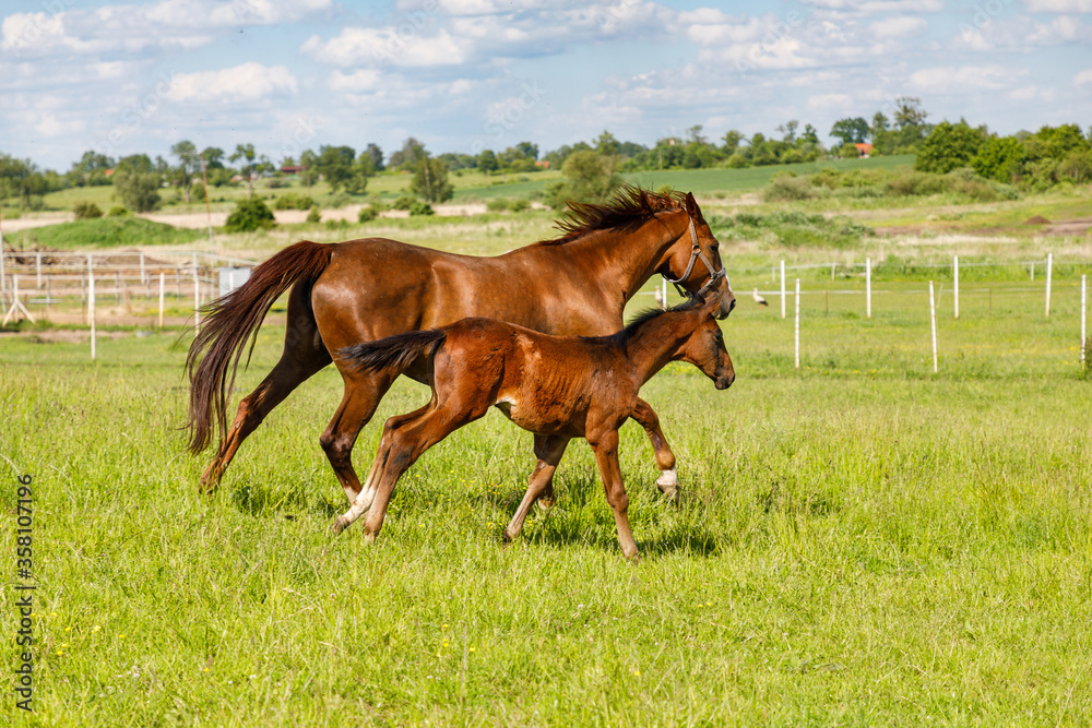 Young foal with his mother are running on the pasture in summertime Young foal with his mother are running on the pasture in summertime