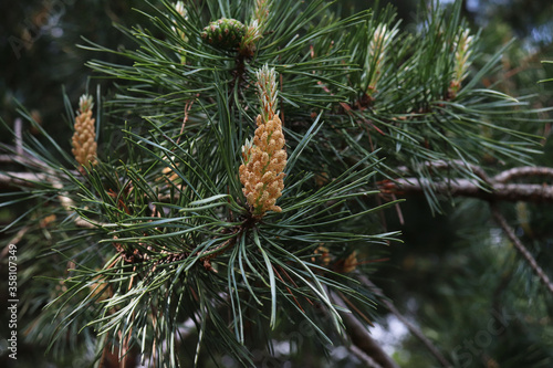 flowering common pine in the forest
