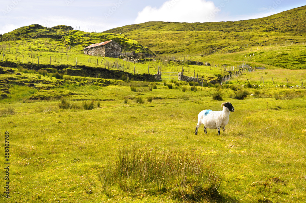 Fototapeta premium Paysage rural au nord de l'Irlande montrant un mouton dans un pré à l'avant d'une clôture et d'une petite baraque en pierre sur gazon vert pétant au nord de l'Irlande.