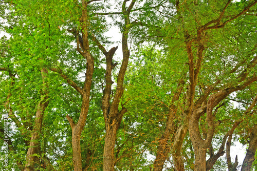 Sampaloc Tamarind Tree in Batangas, Philippines
