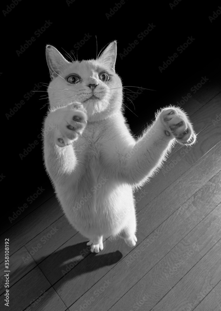 Fototapeta premium 伸びあがった白猫 かわいい手