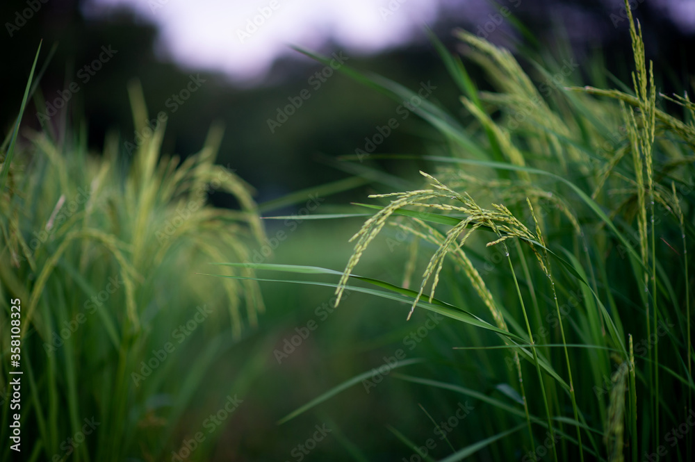 Jasmine rice ears are emerging green and beautiful. Pictures for your business