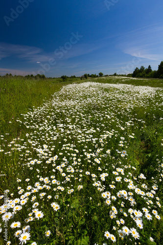 Daisy time. Daisies in the meadow 