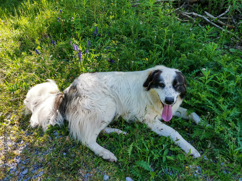 The Tornjak, also known as Bosnian Herzegovinian - Croatian Shepherd dog, is a livestock guardian dog native to Bosnia and Herzegovina and Croatia. Dog on the meadow in shadow