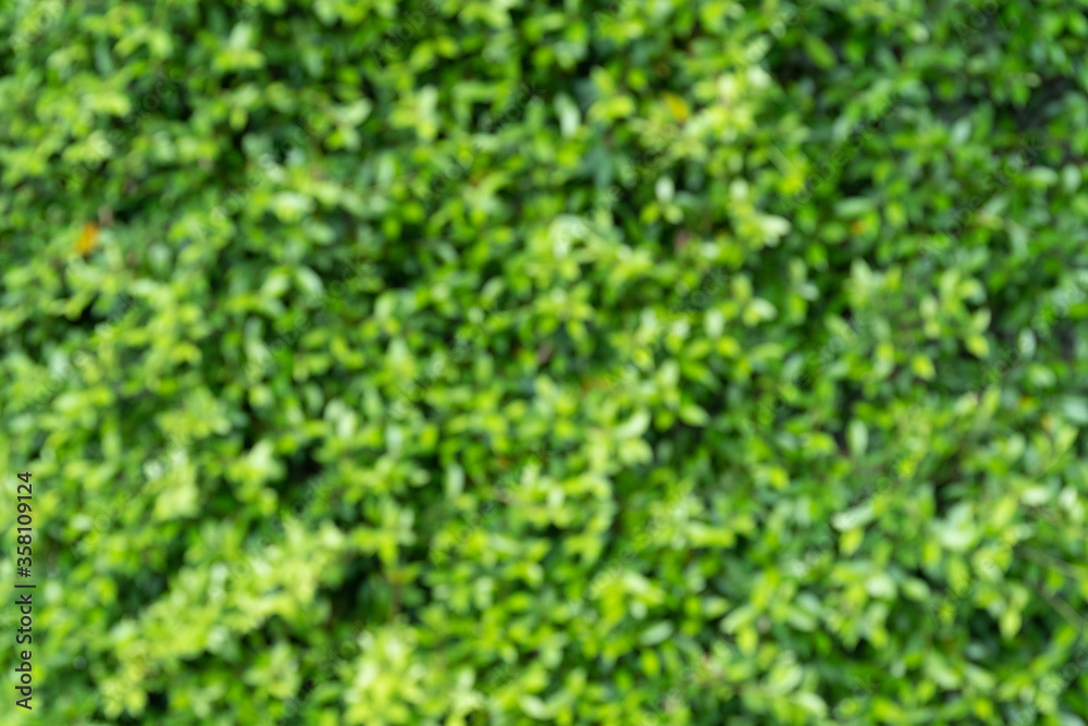 abstract green nature background, Green bokeh out of focus background. blur of green leaves background. abstract green nature background, Green bokeh out of focus background. blur of green leaves background.