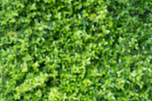 abstract green nature background, Green bokeh out of focus background. blur of green leaves background.