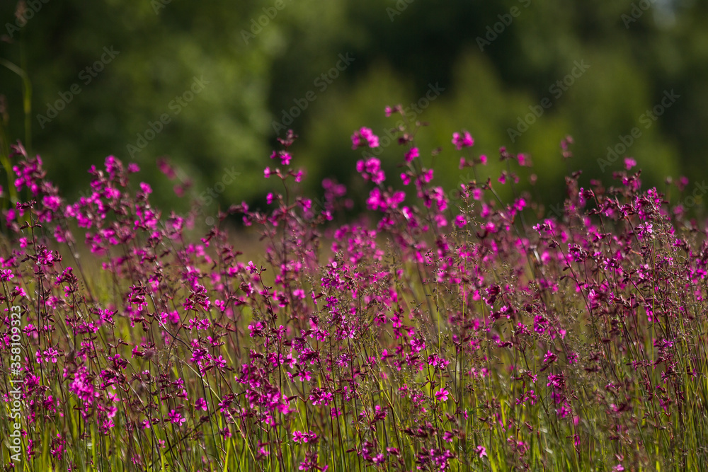 Naklejka premium meadow flowers in the field at summer time