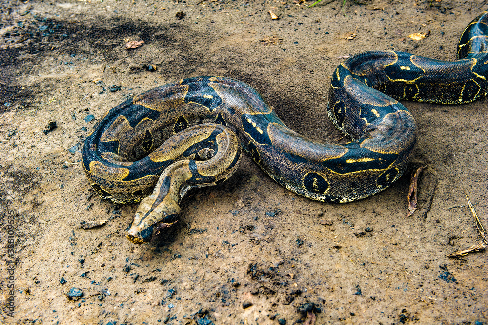 Fototapeta premium It's Boa constrictor, a species of large, heavy-bodied snake.