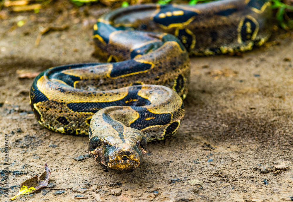 It's Boa constrictor comes out of the jungle It's Boa constrictor comes out of the jungle