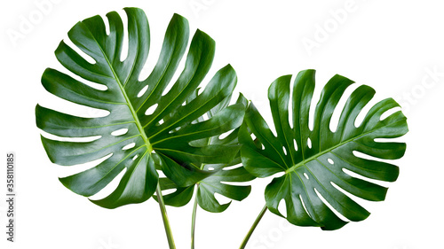 Tropical leaves monstera on white background. Object with clipping path