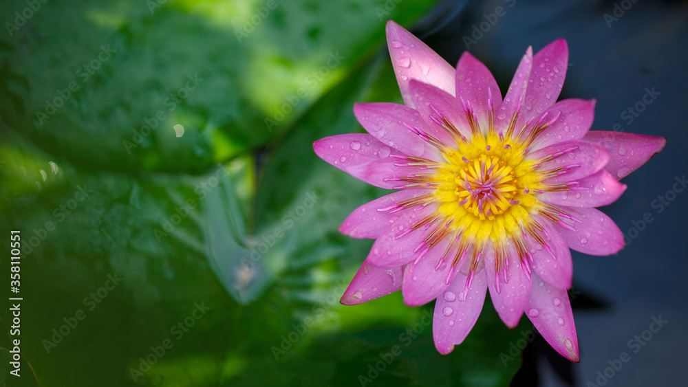 Blooming Lotus - Water Lily close up Blooming Lotus - Water Lily close up